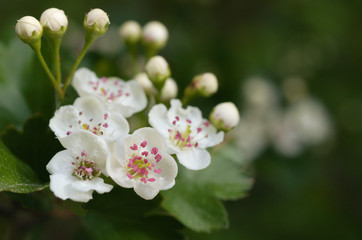 Fototapeta premium zweigriffliger weissdorn crataegus laevigata