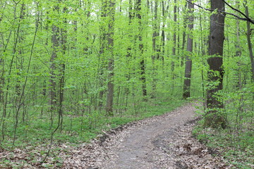 
Bright green foliage of trees pleases the eye after spring rain