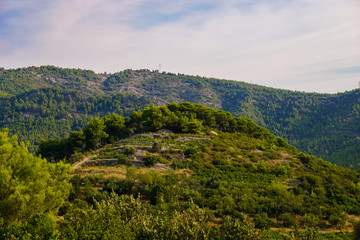 Vineyards and olive trees on the slope of Mount St. Ivan. Peninsula Peljesac, Croatia