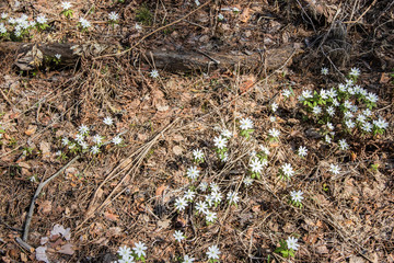 white flowers in the forest in early spring