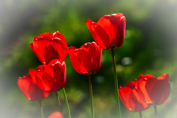 Obraz premium red tulip in the garden