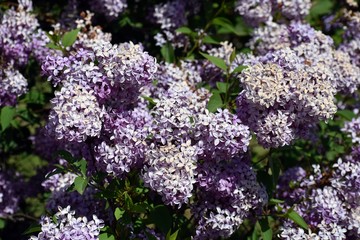 Branch of Lilac flowers with green leaves.