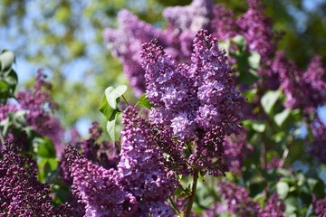Branch of Lilac flowers with green leaves.