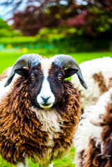 black and white Jacob sheep in a farm field UK