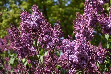 Branch of Lilac flowers with green leaves.