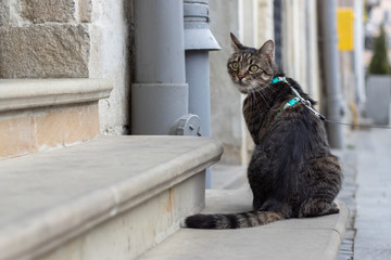 A cat on a leash sits on the stairs and looks behind.