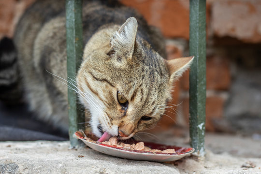 Closeup photo of street cat eating food in a hiding place.
