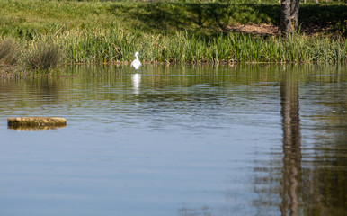A white Egret fishing in a pond