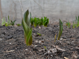 Young tulip leaves grow from loose earth against a concrete wall