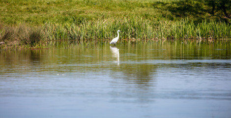 A white Egret fishing in a pond