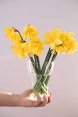 Man is holding bouquet of yellow flowers narcissuses in the glass vase on the grey background