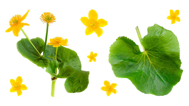Caltha palustris. Set of the first spring flowers. Marsh marigold wild flower isolated on white background. King-cup set of flowers, leaves, stem, plants. Marsh marigold flowers isolated on white.