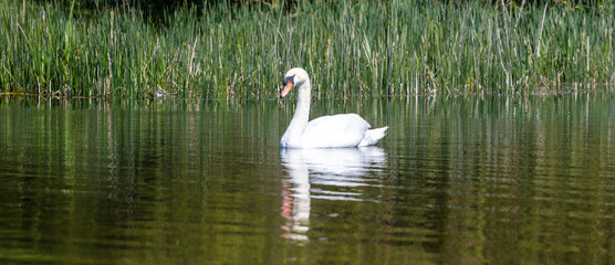 A Swan swimming in calm water