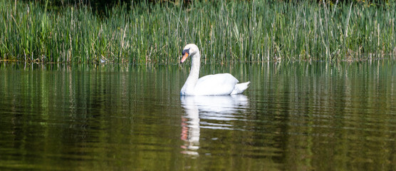 Naklejka na ściany i meble A Swan swimming in calm water