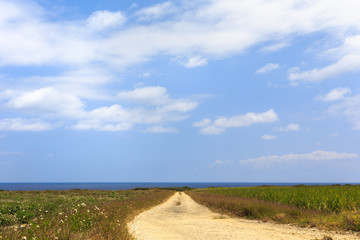日本最南端、波照間島・サトウキビ畑の道