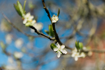 Freigestellte weiße Blüte am Baum vor blauem Himmel