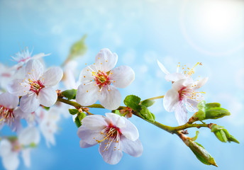 Beautiful blooming branch of the tree. Strong morning sun. Closeup of a flowers. Spring in the garden. Nature background.