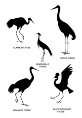 Five different types of cranes. Vector silhouette image collection.