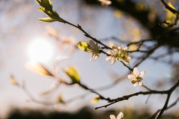 Blüte der Pflaume am Baum in der Abendsonne im Gegenlicht