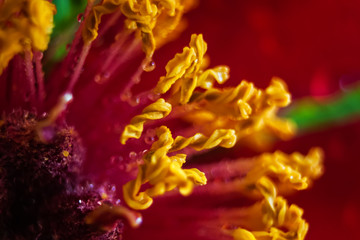 Flower shot with a macro lens. Abstract flower photo with shallow depth of field. Trendy live coral color