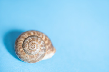 Single shell on a sea snail on a blue background: place for text