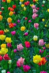 red and yellow tulips