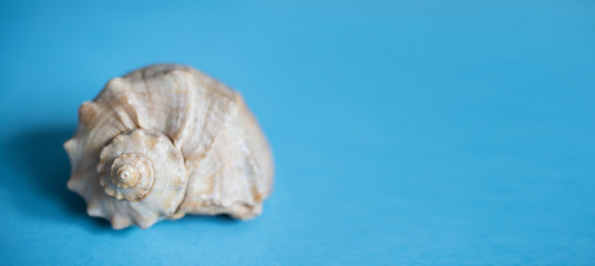 A single seashell on a blue background with place for text