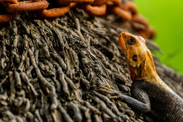 An African Rainbow Agama in his natural environment.