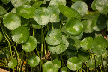 Gotu kola tree