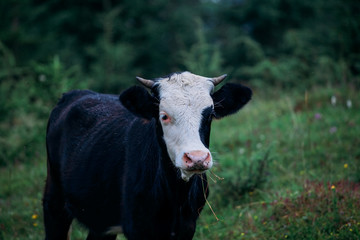 Beautiful black cow with a white muzzle chews grass on a flower meadow. Grazing cow.