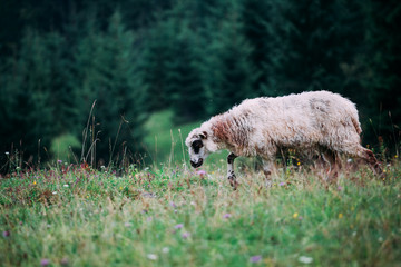 Lamb on a flower hillside. A curly sheep grazes in a meadow..