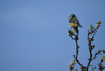Blue tit perched on a branch