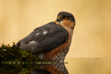 Sperber (Accipiter nisus)