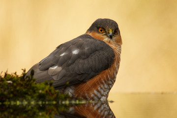 Sperber (Accipiter nisus)