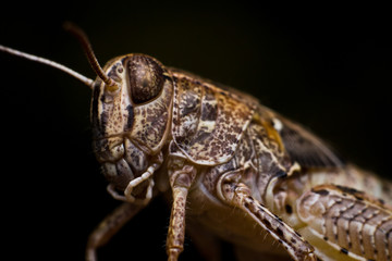 Fototapeta premium Grasshopper close-up on a black photo. Macro photo of insects.