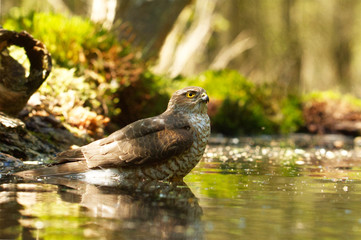 Sperber (Accipiter nisus)
