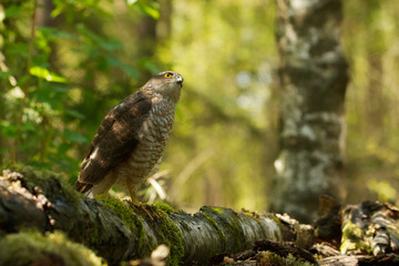 Sperber (Accipiter nisus)