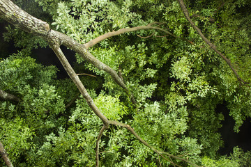 Cinnamomum camphora tree