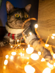 Shorthair grey cat wearing sunglasses in plaid shirt with LED light strip
