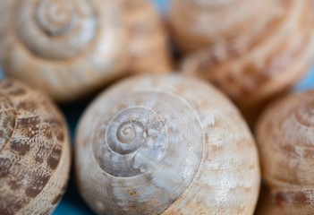 Sea snail shells on a blue background: seamless patterns, texture, sea background