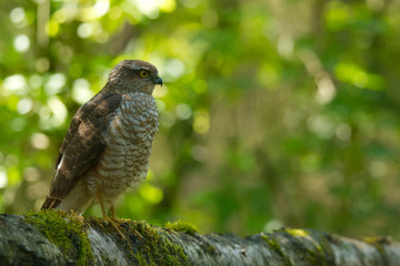 Sperber (Accipiter nisus)