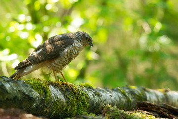 Sperber (Accipiter nisus)