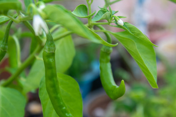 Green chilli pepper plant in a vegetable garden and harvest ready