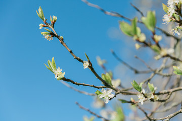 Zweig mit weißen Blüten vor blauem Himmel