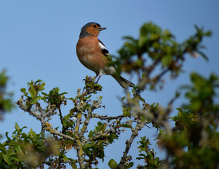 Male chaffinch perched on a branch