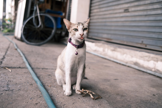 portrait of a cat