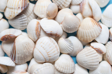 White shells on a blue background: seamless pattern, sea background, texture