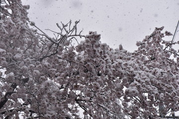 桜と雪
