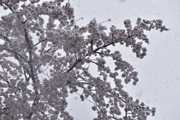桜と雪