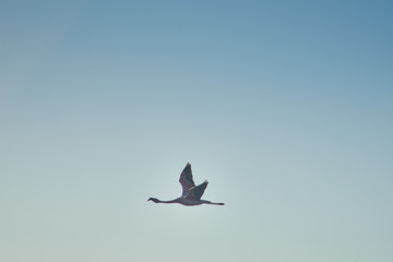Flamingos feeding and flying at Chaxa Lagoon & Flamingos. National Rserve Conaf an Pedro de Atacama, Antofagasta - Chile. Desert. Andes Range.